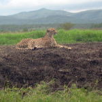 Gepardi yksityisessä Mkuze Fallsin luonnonreservaatissa Zulumaan sydämessä Etelä-Afrikassa. Voin suositella niille, jotka hakevat safarivaihtoehtoja.