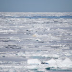 Jääkarhu Svalbardin länsipuolella, suunnilleen 80. leveysasteella.