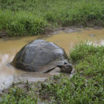 Galapagossköldpaddan, störst i världen bland landsköldpaddor, i blöt miljö på Galapagosön Santa Cruz.